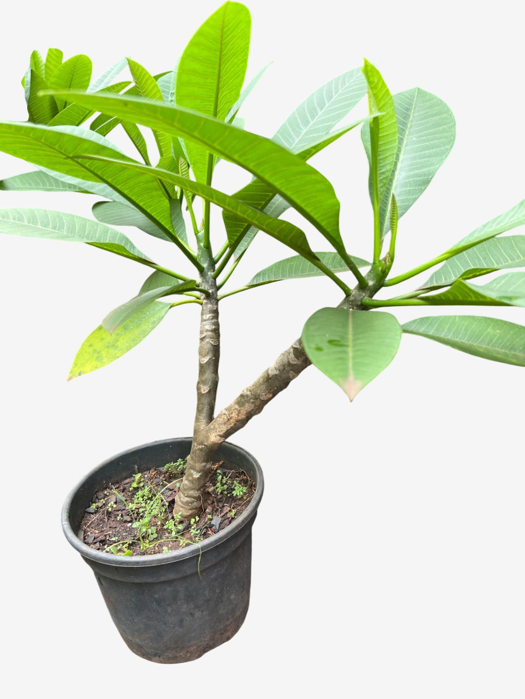 Jasmim manga pink (mudas da Ju)