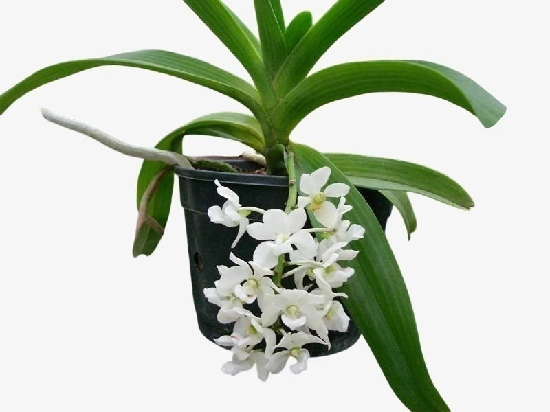 Orquídea Rhynchostylis gigantea alba – Adulta, Importada da Ásia, Flor Branca Perfumada em Cachos