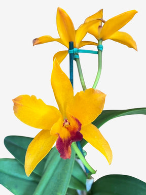 Orquídea Lc. Tropical Trick – Adulta e Apta à Floração