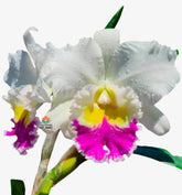 Flor Orquídea Pastoral Aniel Carnier – Encante-se com uma das Cattleyas mais elegantes do mundo orquidófilo!