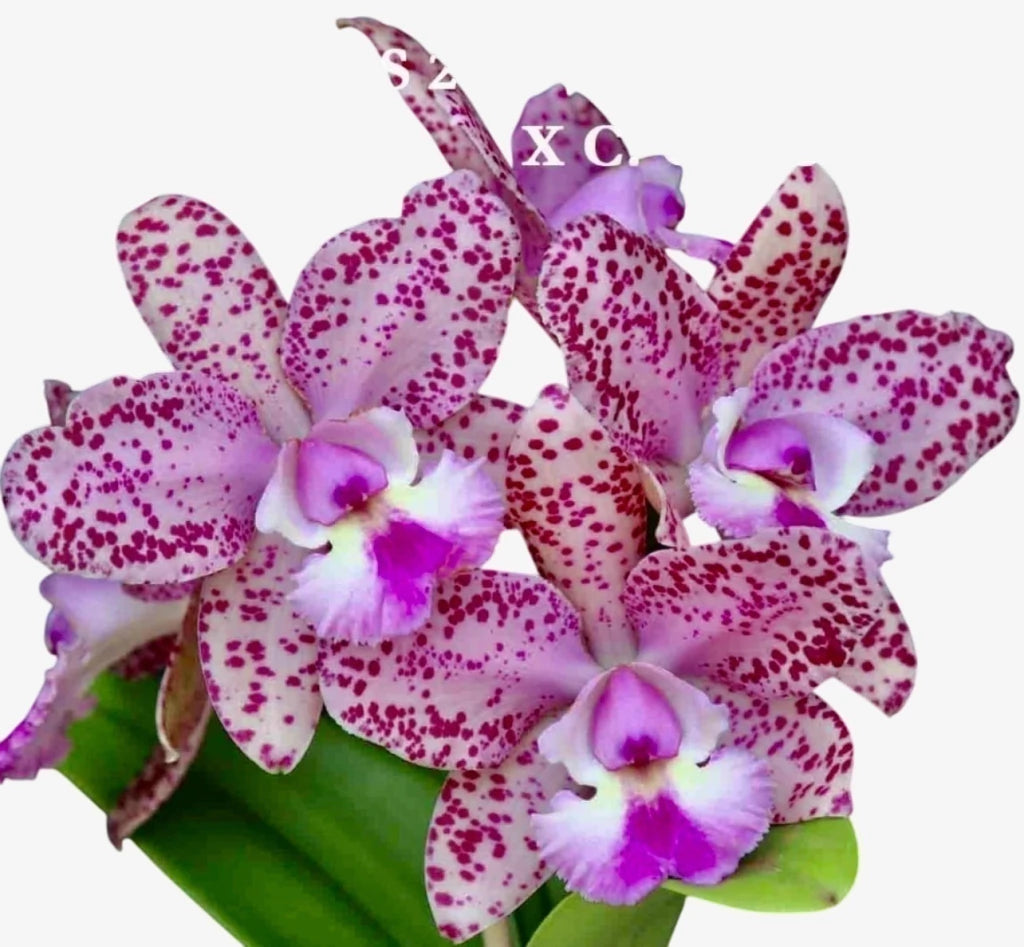 Orquídea Cattleya Schilleriana x Cruzeiro do Sul (246) – Adulta e Apta à Floração