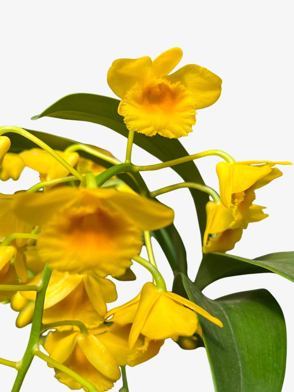 Orquídea Dendrobium chrysotoxum – final de florada em 11.2025, Cachos Dourados e Perfume Doce