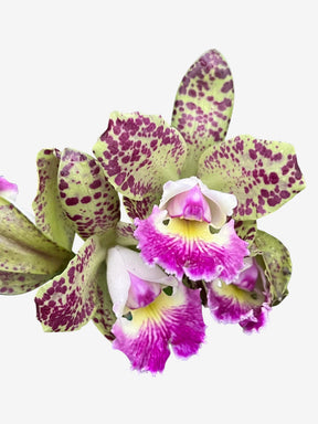 Orquídea Cattleya Schilleriana x C. Cruzeiro do Sul 169 - Adulta e Apta a Floração