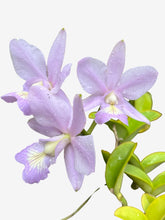 Orquídea Cattleya Nobilior Amaliae Adulta – Em Floração 01.10.25