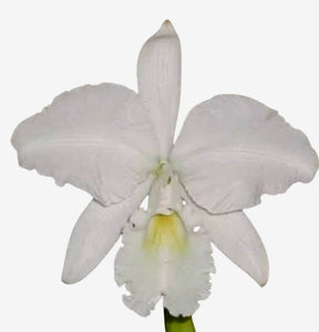 Orquídea Guarianthe bowringiana albescens – Flor Clara e Delicada, Adulta e Apta à Floração