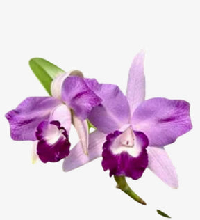 Orquídea Blc. (Blue Boy × Noile’s Blue Sky) – Adulta e Apta à Floração, Flor Azul-Lavanda (coerulea) Elegante