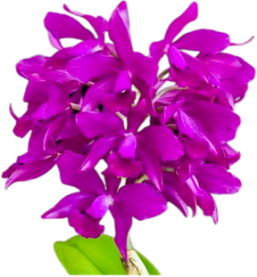 Orquídea Cattleya Bactia – Adulta e Apta à Floração, Flor em Cacho e Perfumada