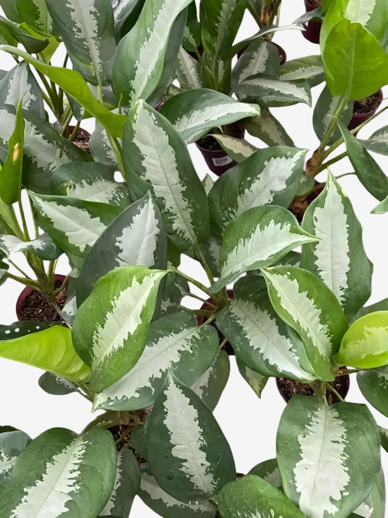 Planta Aglaonema Pataya - Planta de Porte Grande com Brotos no Torrão