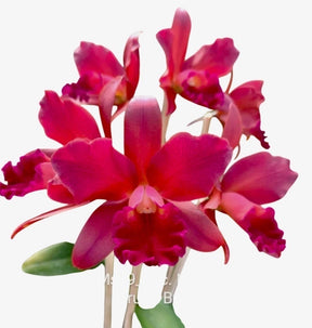 Orquídea Blc. Nobiles Bruno Bruno – Flor Rara, Adulta e Apta à Floração