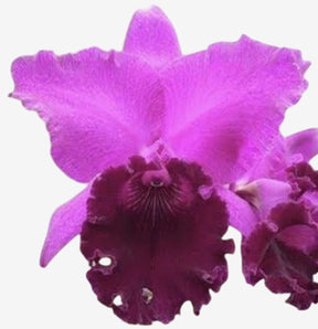 Orquídea Blc. João Paulo Fontes “Extra” – Flor Nobre, Adulta e Apta à Floração