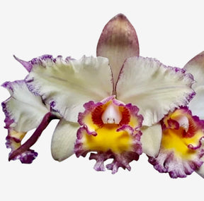 Orquídea Blc. Toshie Aoki Carmela x Erin Kobayashi Lahaina Gold – Adulto e Apta à Floração | Ms41