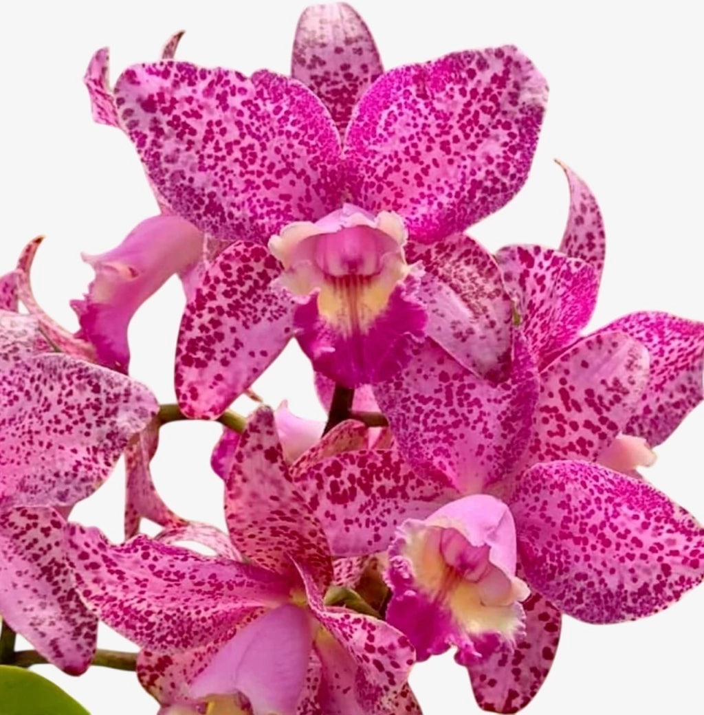 Orquídea Cattleya Penny Kuroda x Loddigesii x Nobiles Variable (210) – Adulta, com Espata e Apta à Floração