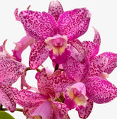 Orquídea Cattleya Penny Kuroda x Loddigesii x Nobiles Variable (210) – Adulta, com Espata e Apta à Floração