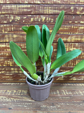 Flor Orquídea Pastoral Aniel Carnier – Encante-se com uma das Cattleyas mais elegantes do mundo orquidófilo!