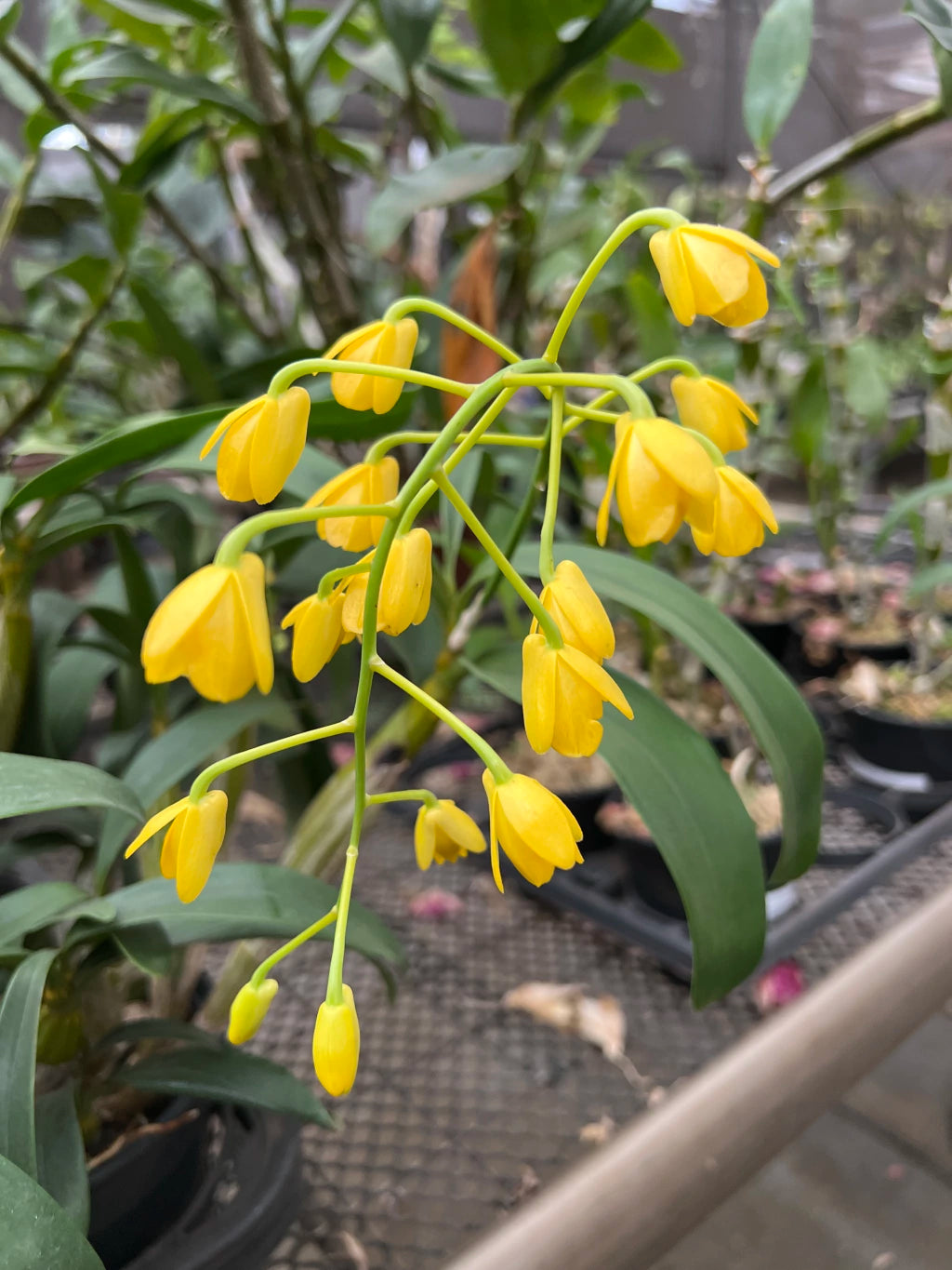 Orquídea Dendrobium chrysotoxum – final de florada em 11.2025, Cachos Dourados e Perfume Doce