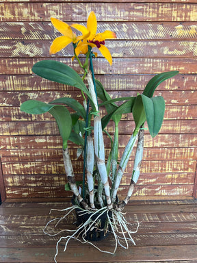 Orquídea Lc. Tropical Trick – Adulta e Apta à Floração