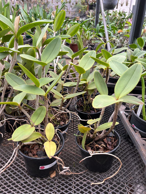 Orquídea Cattleya Amethistoglossa Adulta e apta a floração