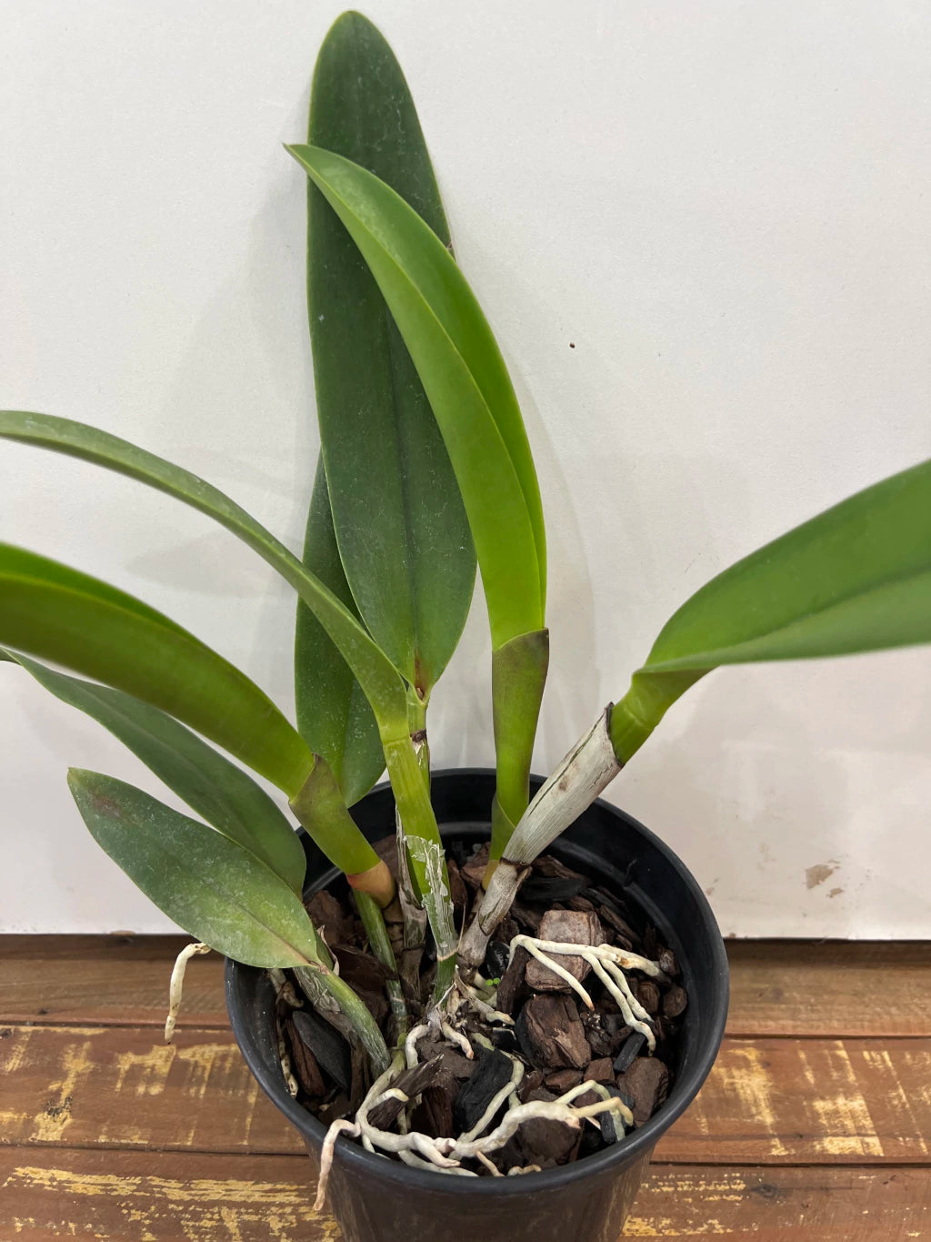 Orquídea Blc. Toshie Aoki Carmela x Erin Kobayashi Lahaina Gold – Adulto e Apta à Floração | Ms41