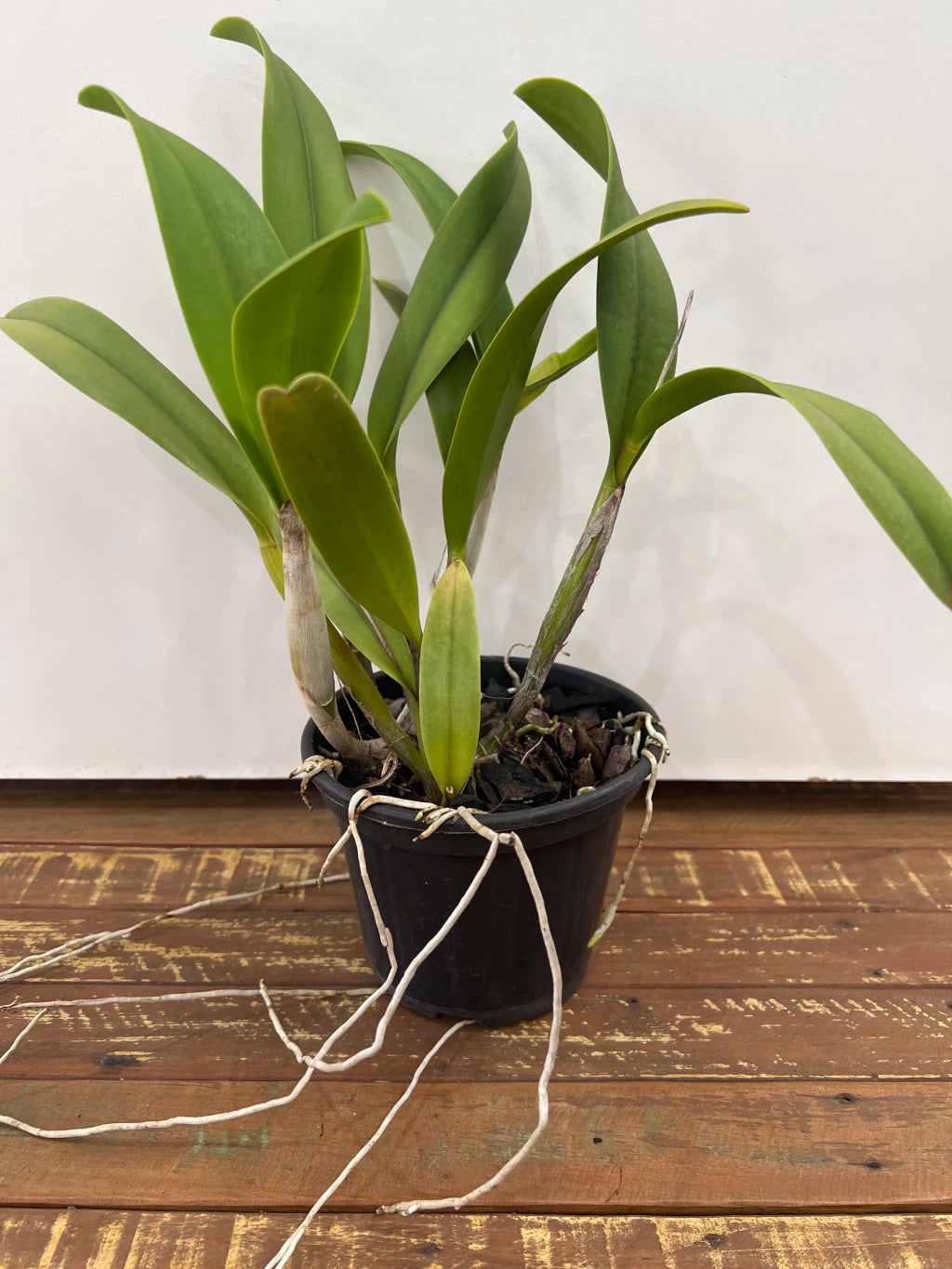 Orquídea Lc. Chocotone Ouro x Pote. Suspira Glow Crimson Magic – Floração Exuberante