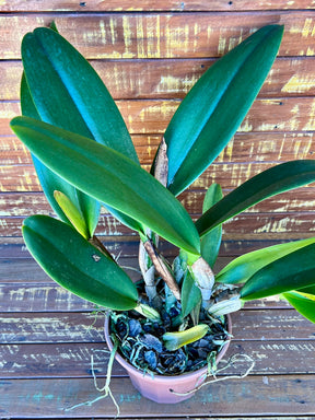 Orquídea Blc Exotic Dream – Flor Rara e Deslumbrante, Adulta e Apta à Floração