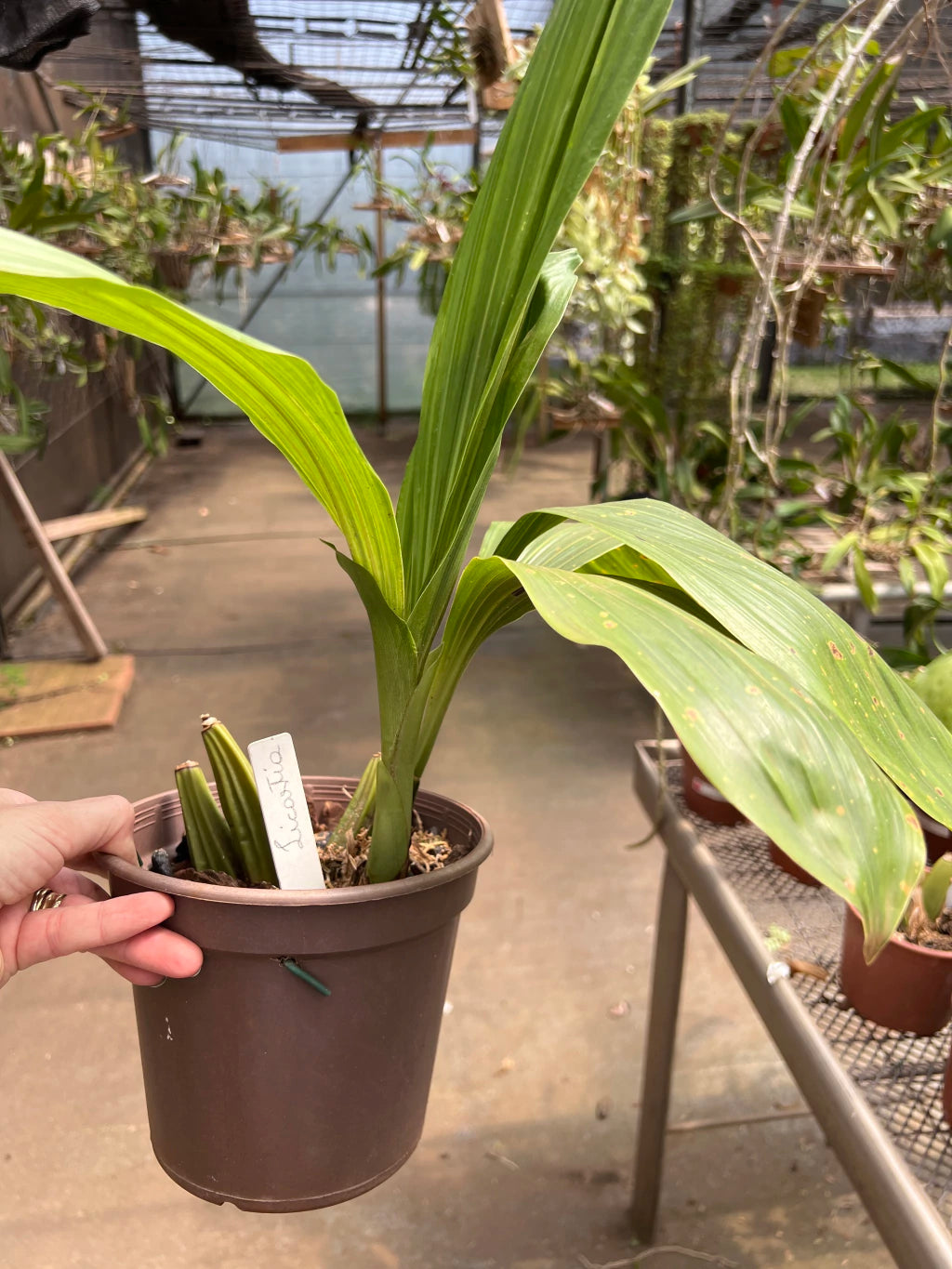 Orquídea Lycaste (Anguloa) Verde – Vaso 20, Adulta e Apta à Floração, Flor em Formato de Tulipa