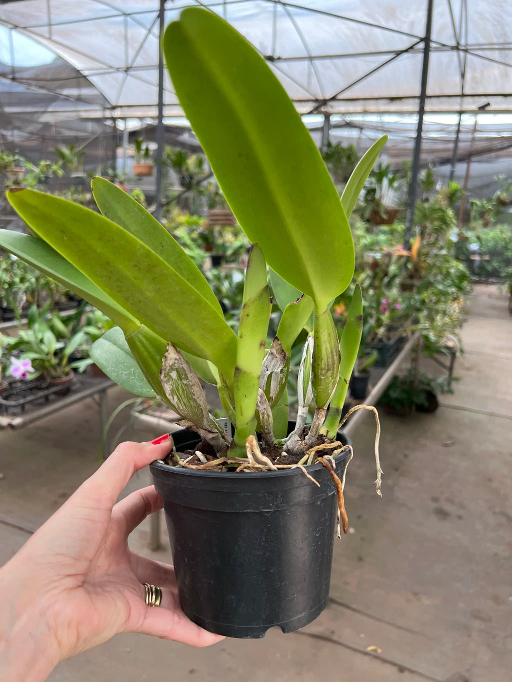 Orquídea Lc. Mildred Rives × Lc. Drumbeat × C. Virgínia Ruiz × Bc. Pastoral – Adulta e Apta à Floração (416), Flor Grande e Perfumada