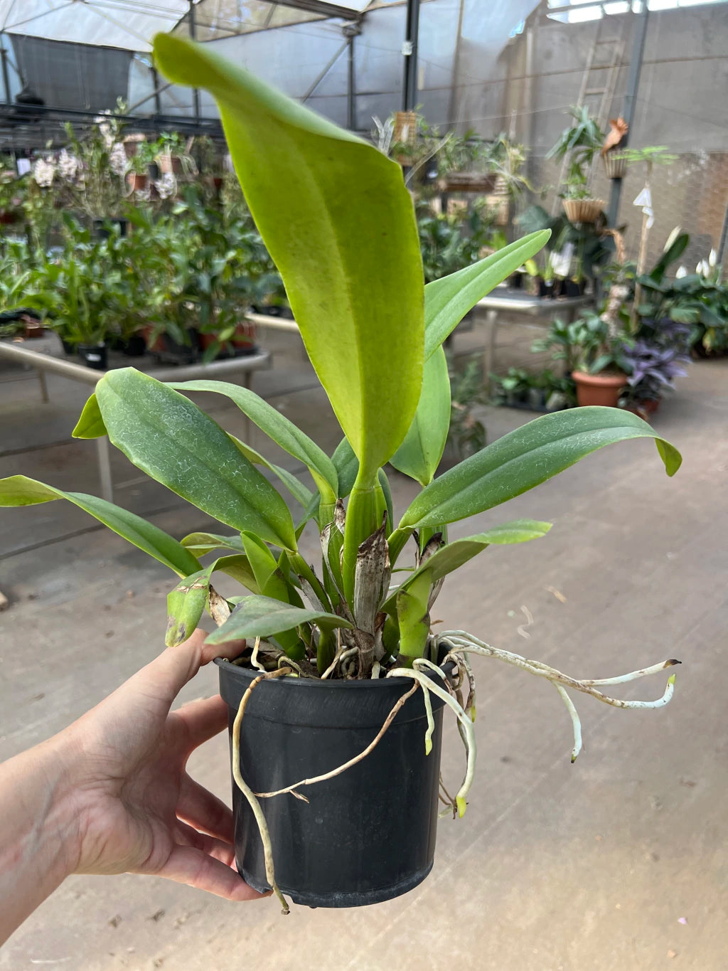 Orquídea Lc Mildred Rives X Lc Ecstasy x Blc Empress of Mercury - Adulta e Apta a flor (273)