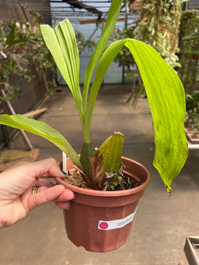 Orquídea Anguloa (Lycaste) Rosa – Adulta e Apta à Floração, Flor em Formato de Tulipa | Em Brotação 10/2025
