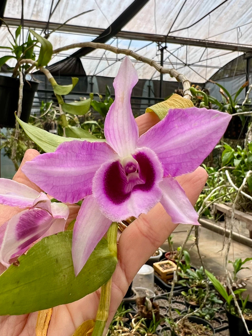 Orquídea Dendrobium Anosmum tipo (02) – Adulta, Apta à Floração, Enviada Plantada no Vaso