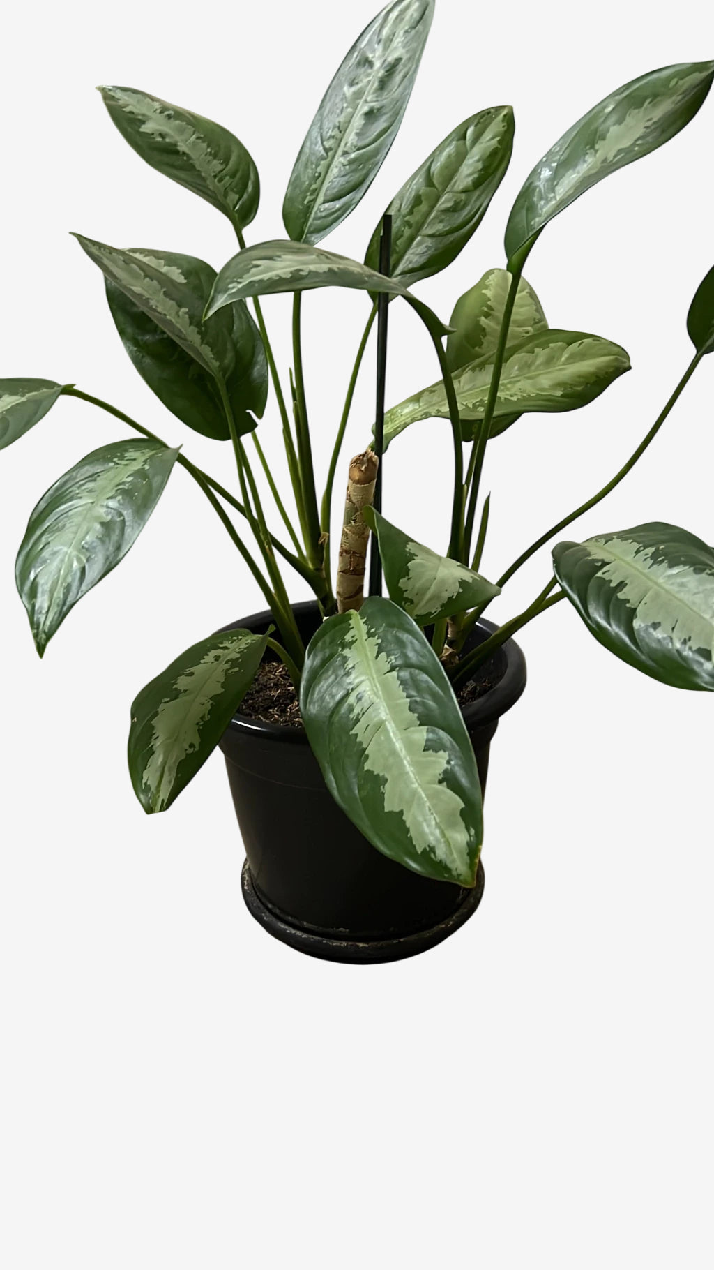Planta Aglaonema Pataya - Planta de Porte Grande com Brotos no Torrão