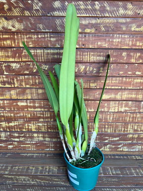 Orquídea Laelia purpurata Roxo Bispo Violeta – Adulta e Apta à Floração