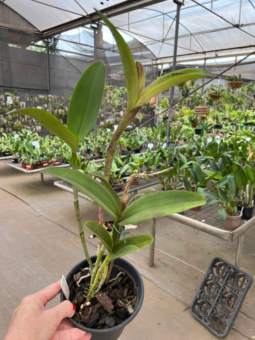 Orquídea Cattleya Penny Kuroda x Loddigesii x Nobiles Variable (210) – Adulta, com Espata e Apta à Floração