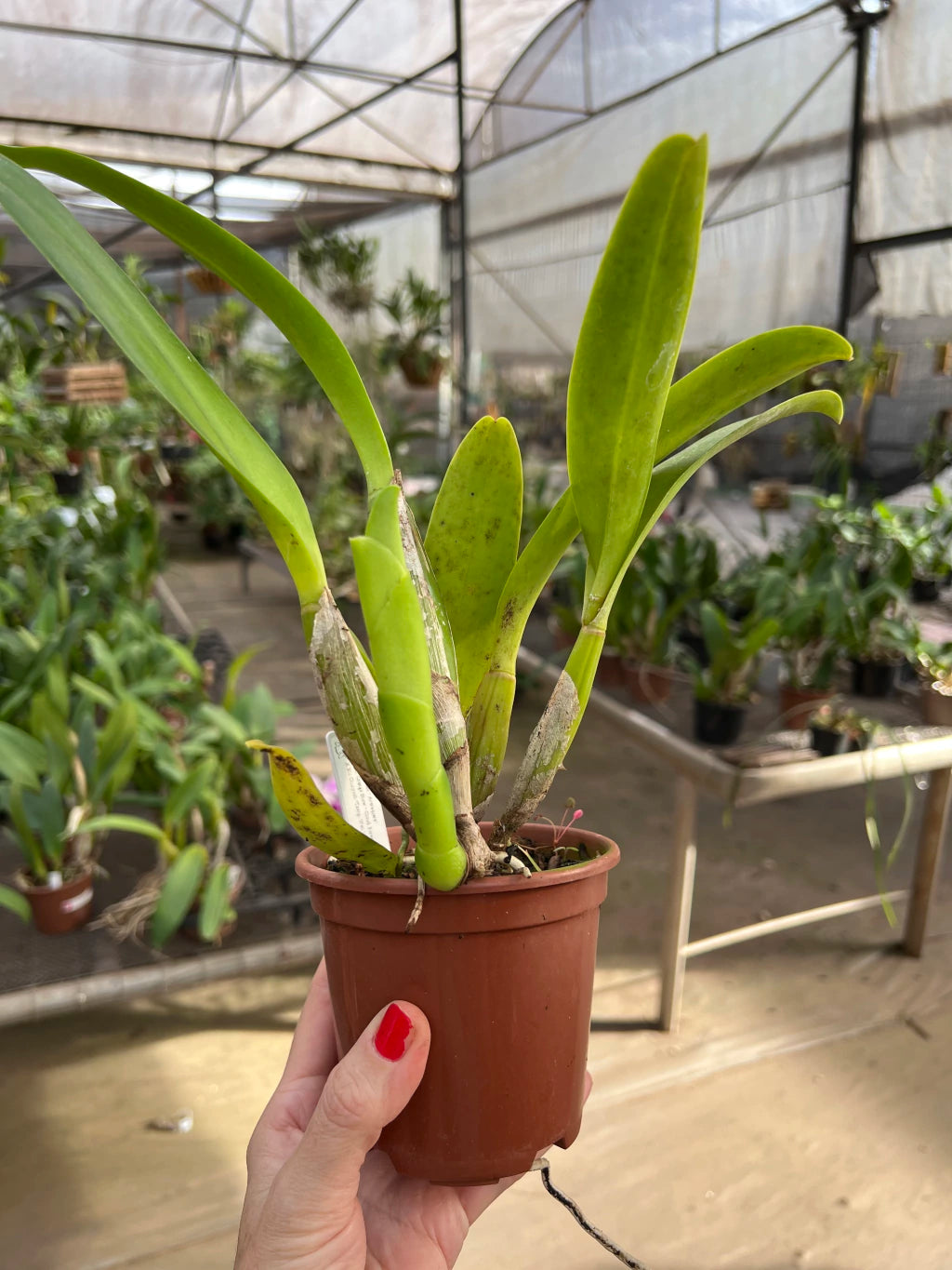Orquídea Cattleya Turandot × Orange Show × Chunyeh (98) – Adulta e Apta à Floração, Flor de Tons Quentes e Impacto Visual