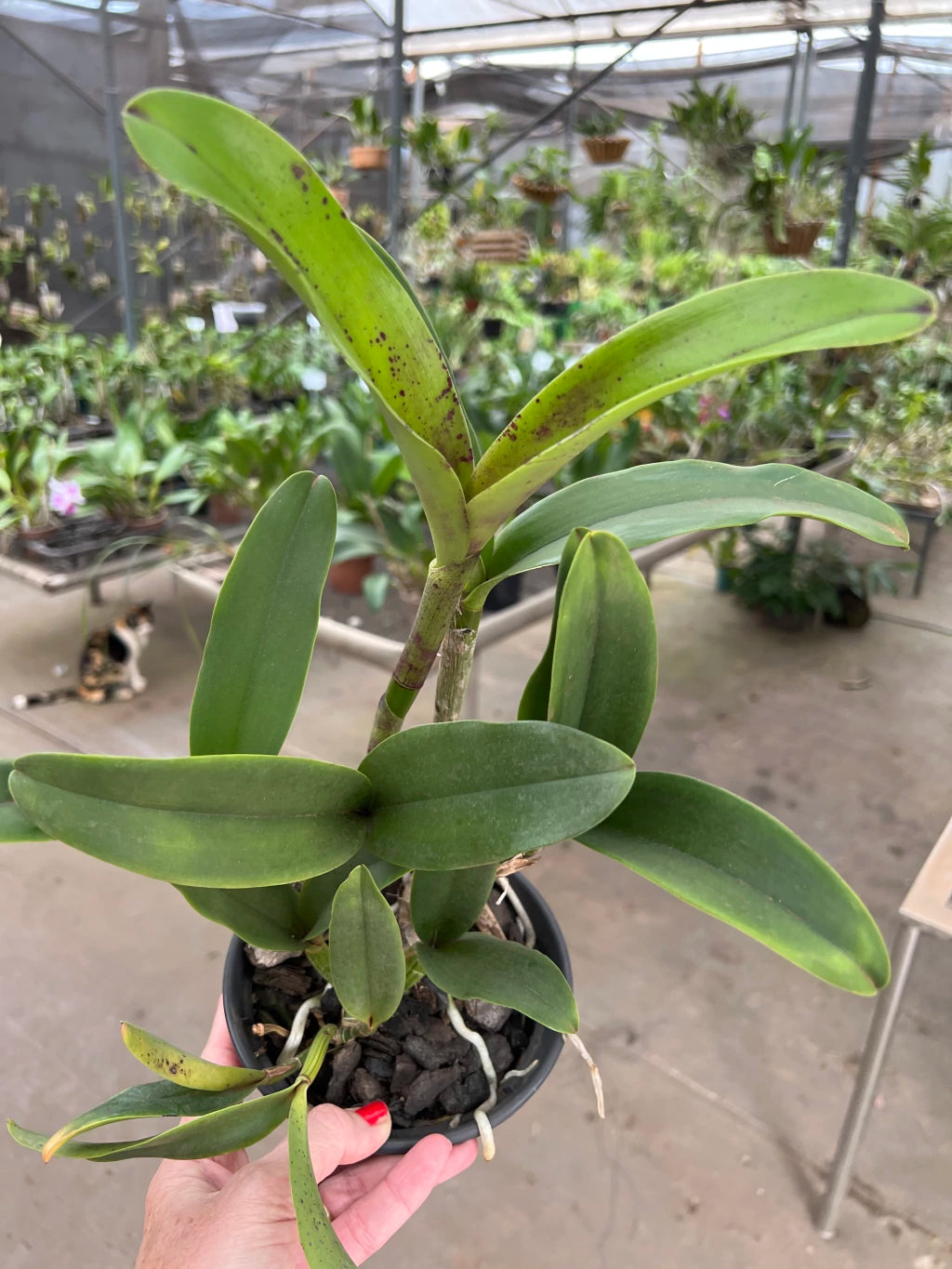Orquídea Cattleya Schilleriana x Cruzeiro do Sul (246) – Adulta e Apta à Floração