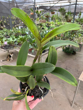 Orquídea Cattleya Schilleriana x Cruzeiro do Sul (246) – Adulta e Apta à Floração