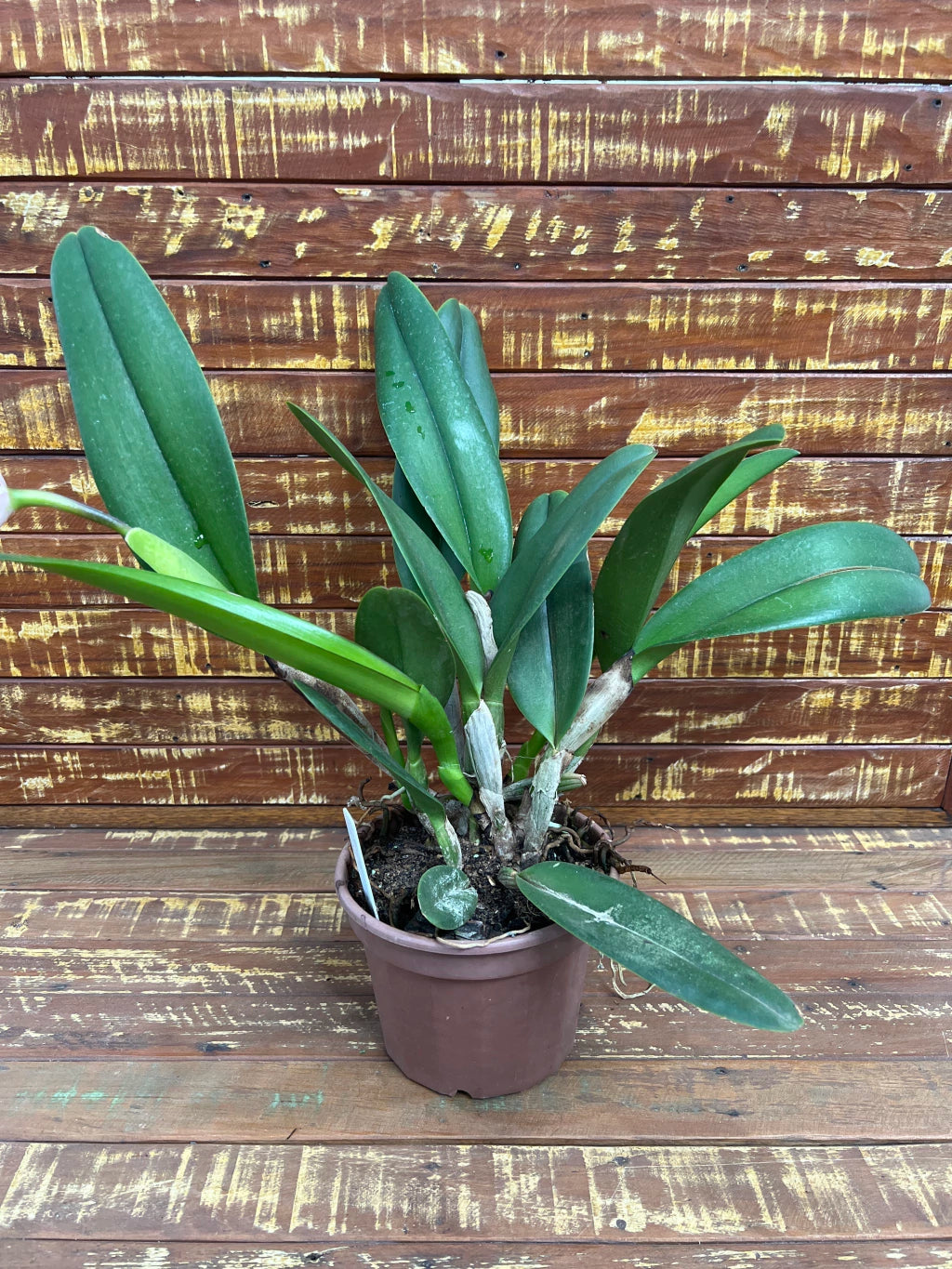 Orquídea Blc. George King ‘Serendipity’ – Flor Imponente, Adulta e Apta à Floração