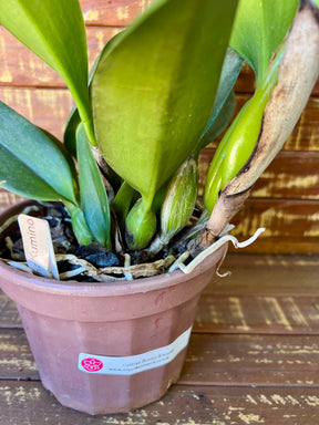 Orquídea Blc Beatriz Kunning – Flor Elegante, Adulta e Apta à Floração