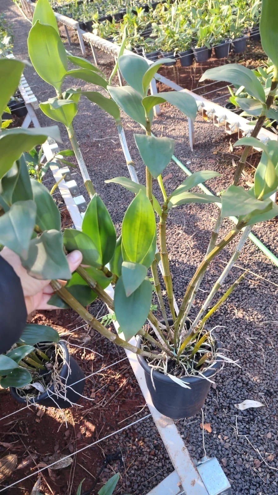 Orquídea Dendrobium Thyrsiflorum x Mousme | Adulta Porte Grande (1021)