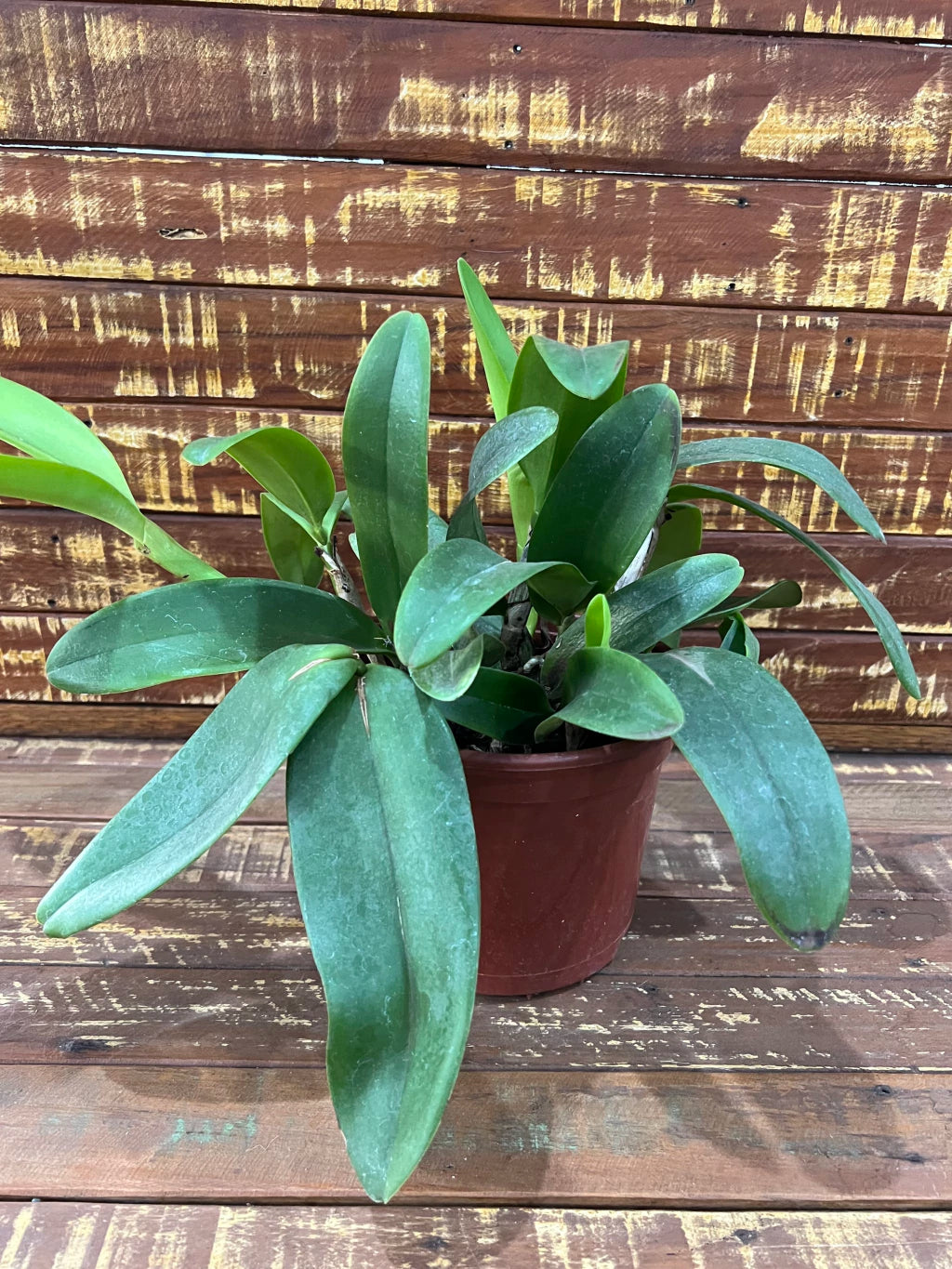 Orquídea Cattleya whitei coerulea – Adulta e Apta à Floração, Flor Azul-Lavanda Elegante