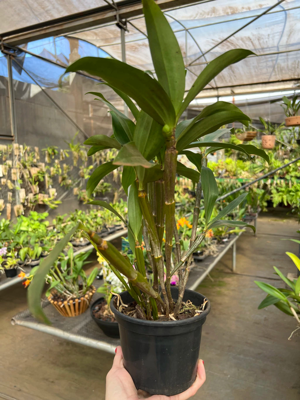 Dendrobium Densiflorum - Orquídea Adulta e Apta à Floração (1091)