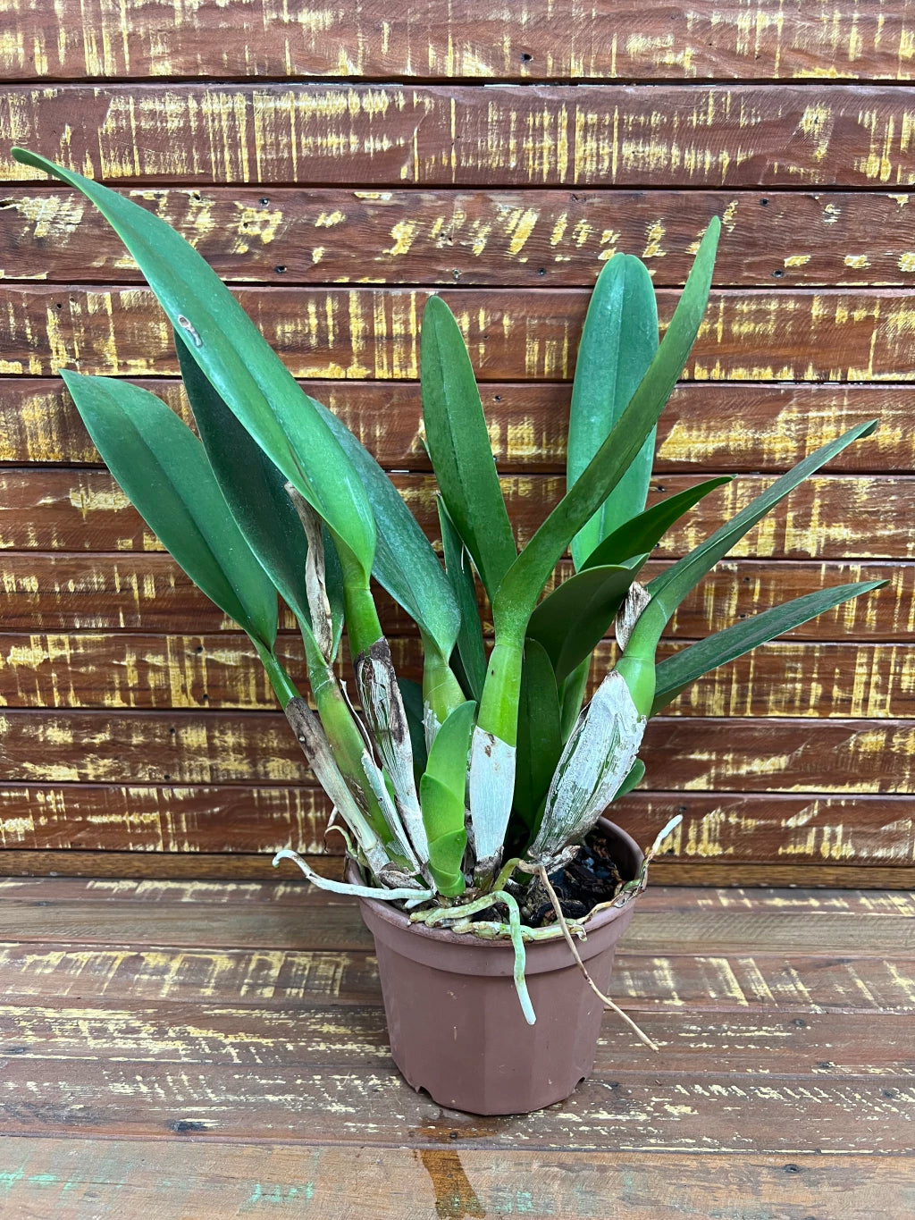 Orquídea Lc. Melody Fair "Mishima" - Adulta e Pronta para Replantio