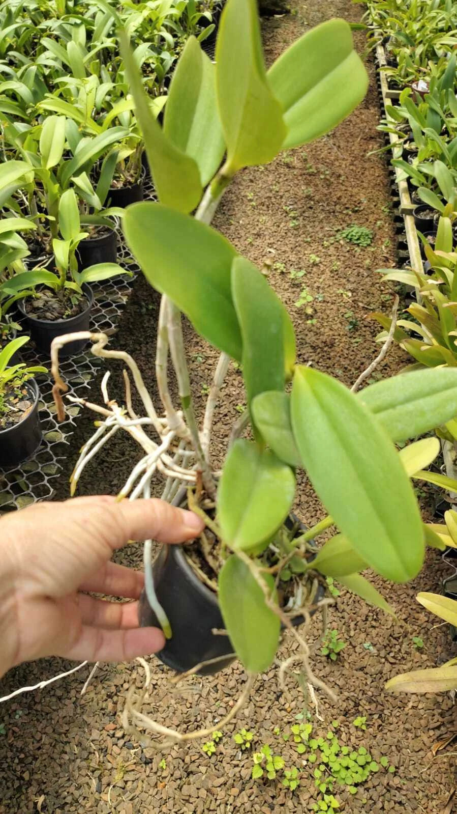 Orquídea Cattleya Penny Kuroda "Spots" x Cruzeiro do Sul MS257 (vaso11) - Planta Adulta Apta à Floração no Vaso