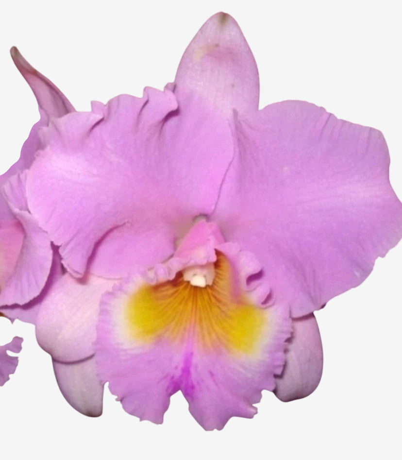 Blc. Turandot "Guaxupé" - adulta | Envio Plantada no Vaso