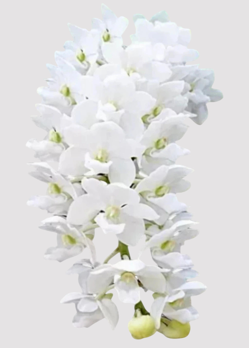Orquídea Rhynchostylis gigantea alba – Adulta, Importada da Ásia, Flor Branca Perfumada em Cachos