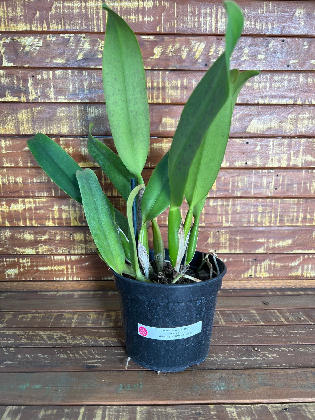 Orquídea Pot Exotic Dream x Lc Horace Máxima (266) – Adulta e Apta à Floração