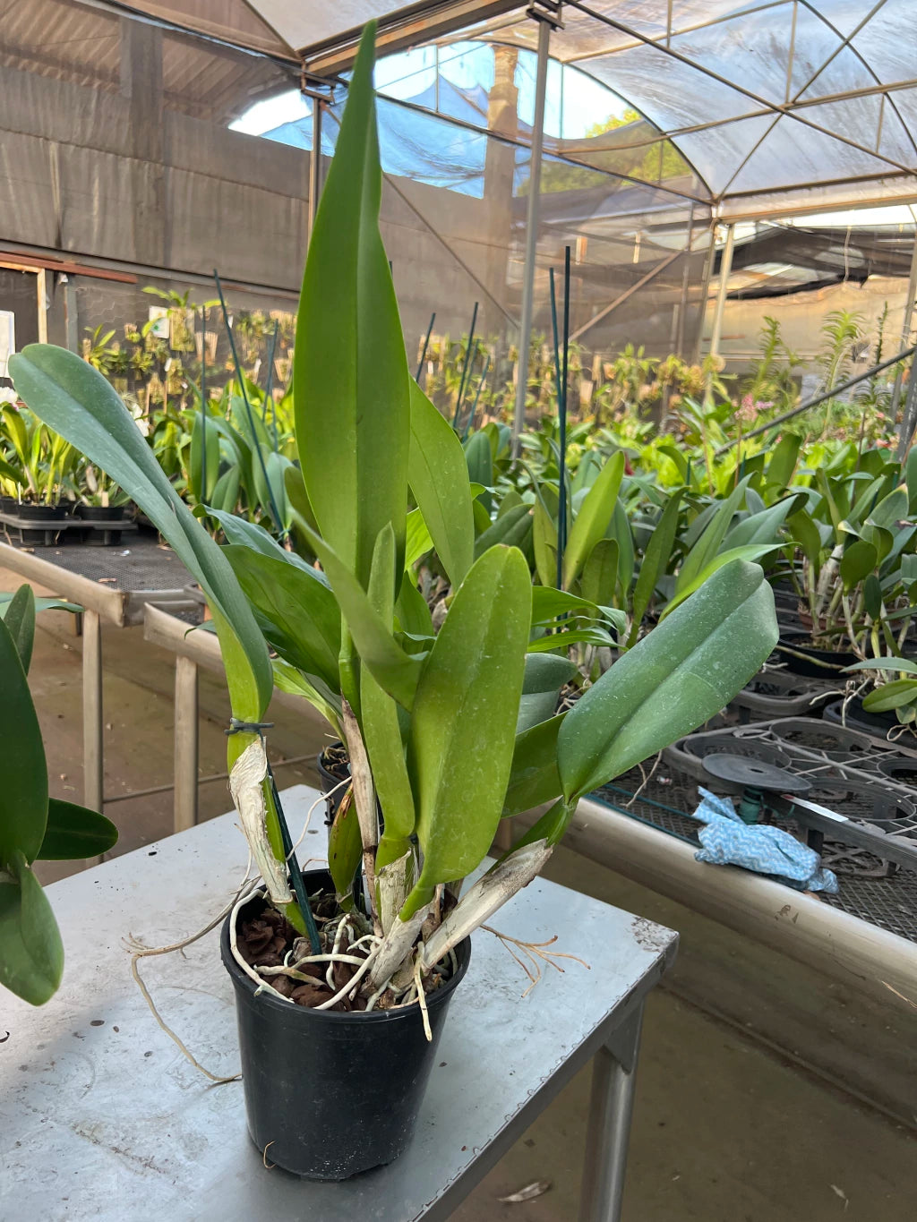 Orquídea Blc Rose Whisper Suysei - Adulta, porte G e Aptas à Floração | Enviada Plantada no Vaso