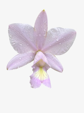 Orquídea Cattleya Nobilior Amaliae Adulta – Em Floração 01.10.25