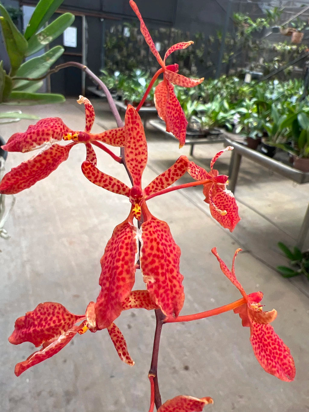 Orquídea Renanthera imschootiana × monachica – Importada, Adulta e Apta à Floração, Flor em Cachos Laranja-Vermelha