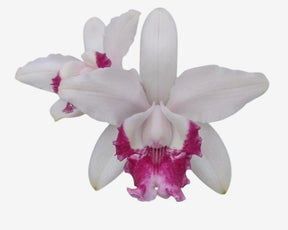 Flor Orquídea Cattleya Intermedia Flamea – Botões de flores 21.08.25
