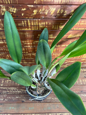 Flor Orquídea Blc Pastoral Inocence Adulta no Vaso 17 – Apta à Floração